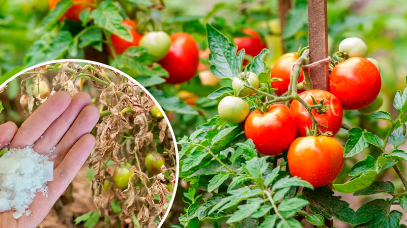 Волшебная «палочка» от фитофторы: суперсредство для томатов после дождя