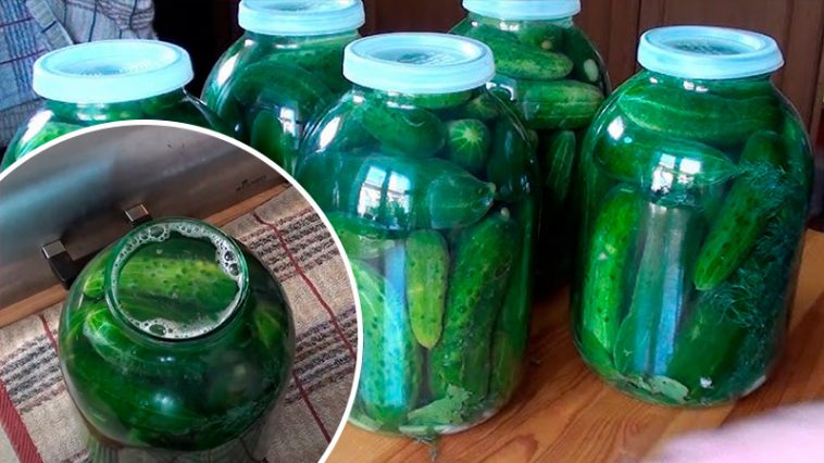 Как у дедушки! Огурцы без уксуса и стерилизации — холодный способ под капроновую крышку