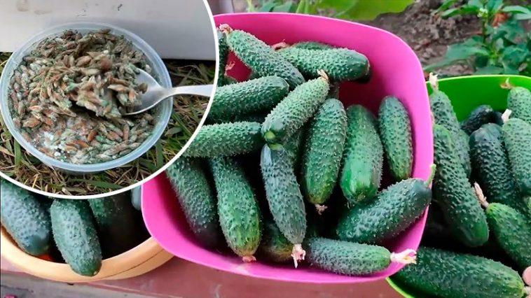 Как я собираю по 5–7 вёдер огурцов каждый день — делюсь рабочей подкормкой