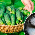 Дешево, просто и эффективно! Ложка удобрения — и огурцы не желтеют, а радуют урожаем! 14 Дешево, просто и эффективно! Ложка удобрения — и огурцы не желтеют, а радуют урожаем!