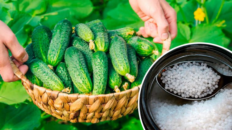 Дешево, просто и эффективно! Ложка удобрения — и огурцы не желтеют, а радуют урожаем!