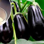 Как получить обильный урожай баклажанов в августе: советы от опытной дачницы 13 Как получить обильный урожай баклажанов в августе: советы от опытной дачницы