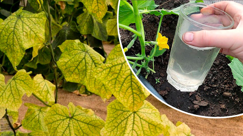 В жару — лучшее питание для огурцов, чтобы не сохли и не желтели