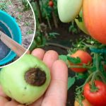 Зола + уксус = защита от вершинной гнили на 100%! Простое средство, которое спасает мои томаты и перцы каждый сезон! 12 Зола + уксус = защита от вершинной гнили на 100%! Простое средство, которое спасает мои томаты и перцы каждый сезон!