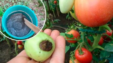 Зола + уксус = защита от вершинной гнили на 100%! Простое средство, которое спасает мои томаты и перцы каждый сезон!