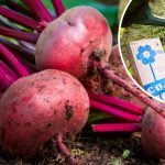 Полив свеклы солёной водой — простой способ получить сладкий урожай