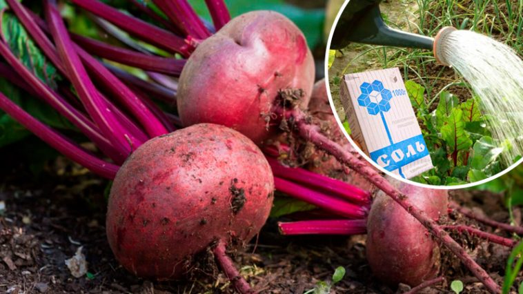 Полив свеклы солёной водой — простой способ получить сладкий урожай