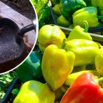 Почему перец не краснеет: причины и проверенные советы 12 Почему перец не краснеет: причины и проверенные советы