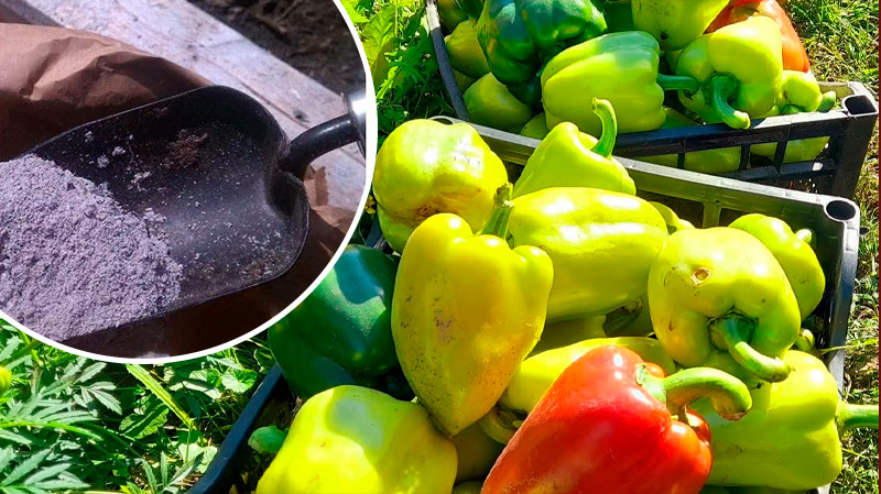 Почему перец не краснеет: причины и проверенные советы
