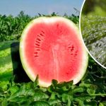 Достаточно одного пакетика — и арбузы растут как на дрожжах! 14 Достаточно одного пакетика — и арбузы растут как на дрожжах!