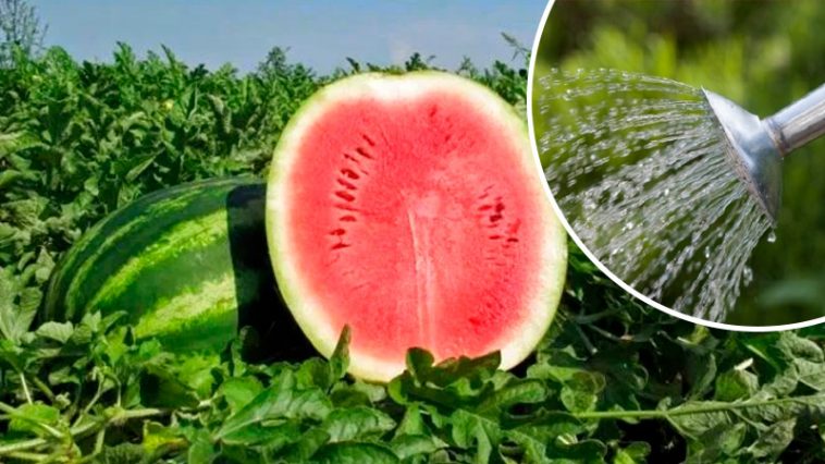 Достаточно одного пакетика — и арбузы растут как на дрожжах!