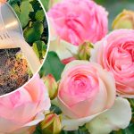 2 чайные ложки на 10 литров — и розы цветут всё лето без перерыва! 12 2 чайные ложки на 10 литров — и розы цветут всё лето без перерыва!