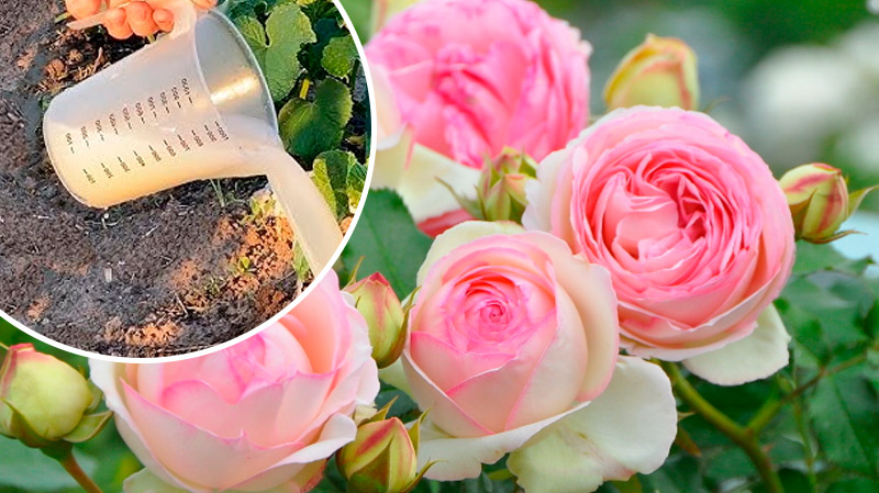 2 чайные ложки на 10 литров — и розы цветут всё лето без перерыва!