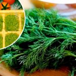 Ароматный укропный соус на зиму — вкуснее «Песто»! 13 Ароматный укропный соус на зиму — вкуснее «Песто»!