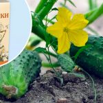 🌿 У соседки огурцы чахли на глазах, но я подсказала простой раствор — и они ожили! 14 kug