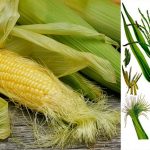 Кукурузные рыльца: 30 полезных свойств и способы применения 15 Кукурузные рыльца: 30 полезных свойств и способы применения