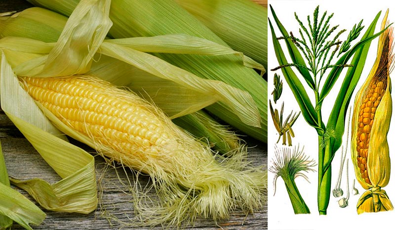 Кукурузные рыльца: 30 полезных свойств и способы применения
