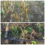 Нужно ли скашивать ботву картофеля: советы агронома 13 Нужно ли скашивать ботву картофеля: советы агронома