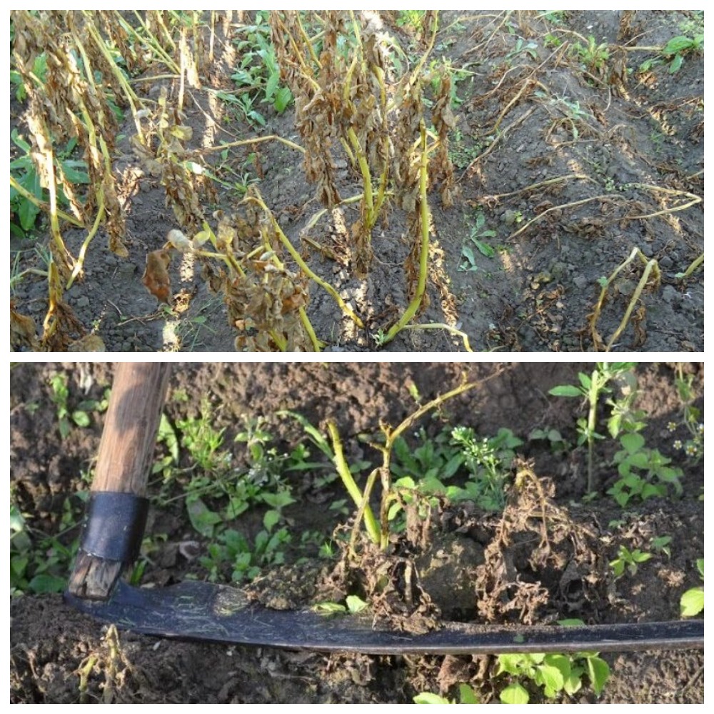 Нужно ли скашивать ботву картофеля: советы агронома