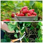 Что нужно сделать с клубникой в августе, чтобы на следующий год собрать обильный урожай