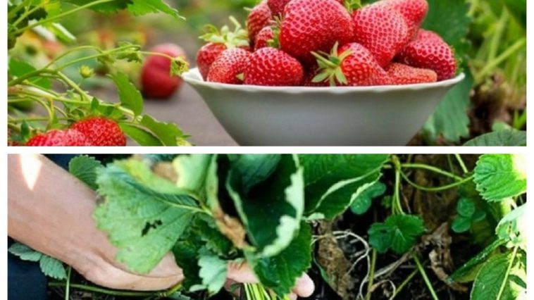 Что нужно сделать с клубникой в августе, чтобы на следующий год собрать обильный урожай