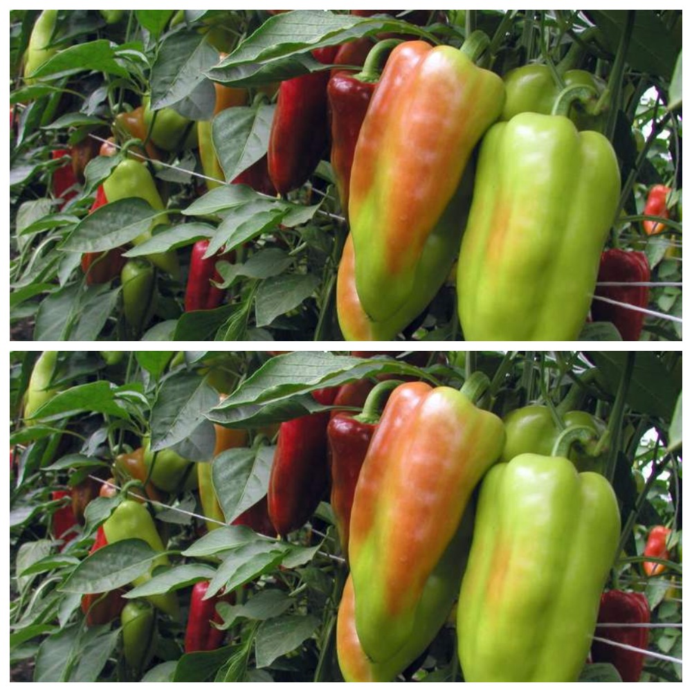Как ускорить созревание перца: 3 проверенных способа
