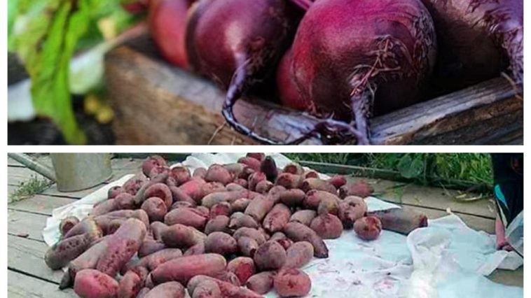 Как сохранить свёклу на всю зиму: защита урожая от гнилей и болезней