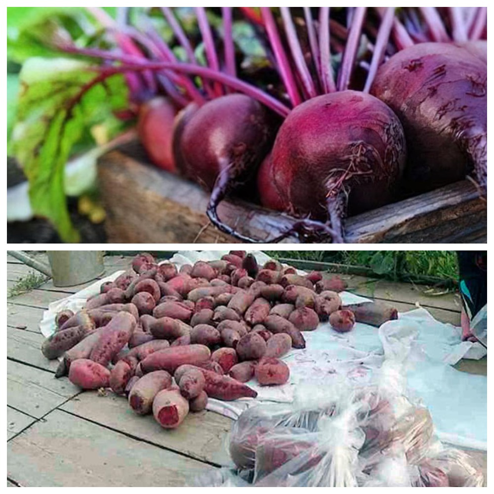 Как сохранить свёклу на всю зиму: защита урожая от гнилей и болезней