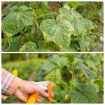 Как вернуть огурцам зелёный цвет и урожай за 3 дня 🌿🥒 14 MyCollages