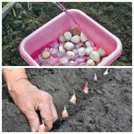 Как обработать чеснок перед зимней посадкой, чтобы получить богатый урожай в следующем году 15 Как обработать чеснок перед зимней посадкой, чтобы получить богатый урожай в следующем году