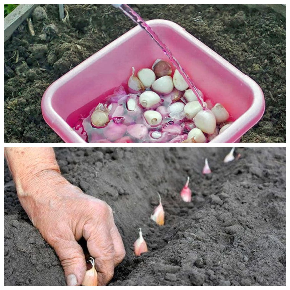 Как обработать чеснок перед зимней посадкой, чтобы получить богатый урожай в следующем году