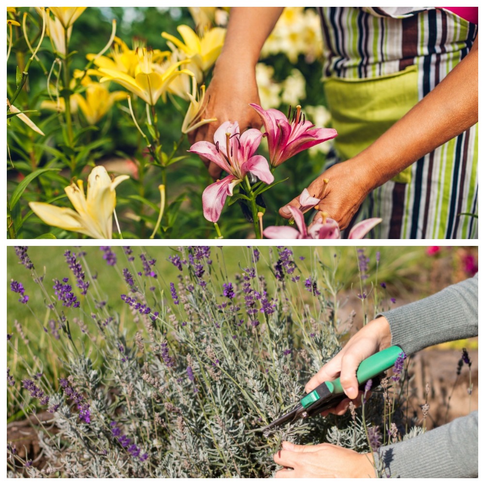 5 растений, которым необходима августовская обрезка: советы по уходу за садом