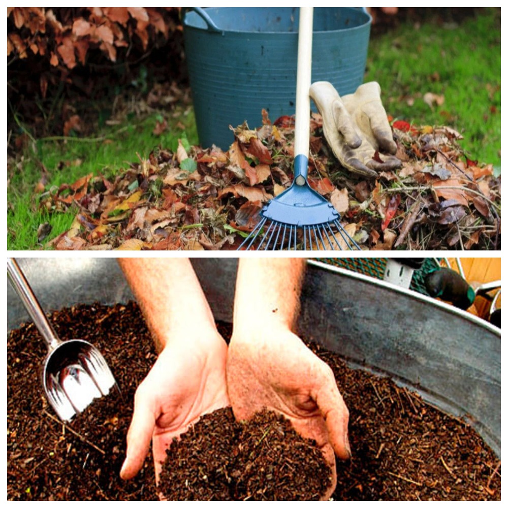 Не жгите опавшие листья — сделайте из них бесплатное удобрение для огорода!