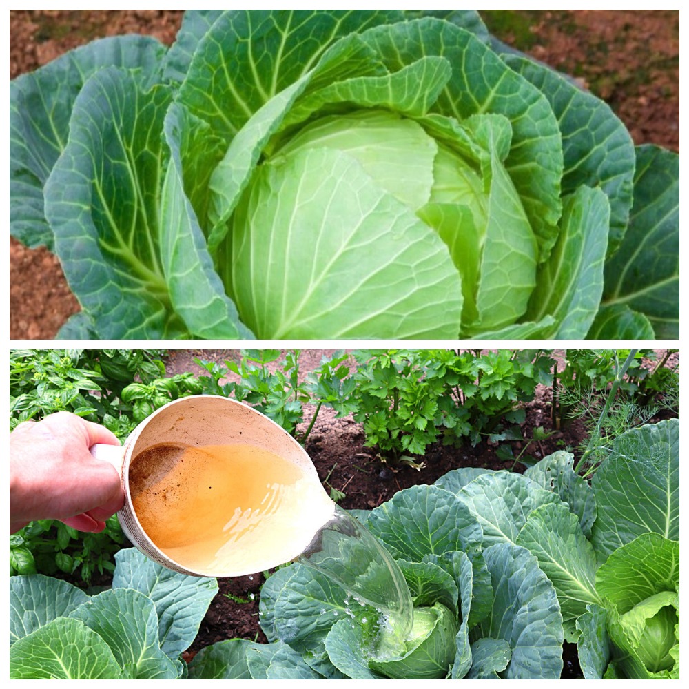 Августовская подкормка капусты — секрет крепких и тяжёлых кочанов!