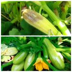 Кабачки начали гнить? Три срочных шага, которые сохранят урожай до конца плодоношения 13 Кабачки начали гнить? Три срочных шага, которые сохранят урожай до конца плодоношения