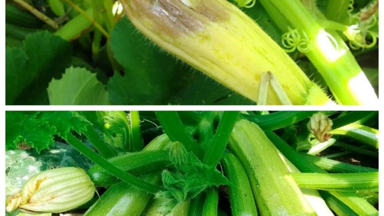 Кабачки начали гнить? Три срочных шага, которые сохранят урожай до конца плодоношения