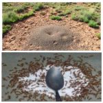 Быстрый и действенный способ избавиться от муравьёв на участке 17 Быстрый и действенный способ избавиться от муравьёв на участке