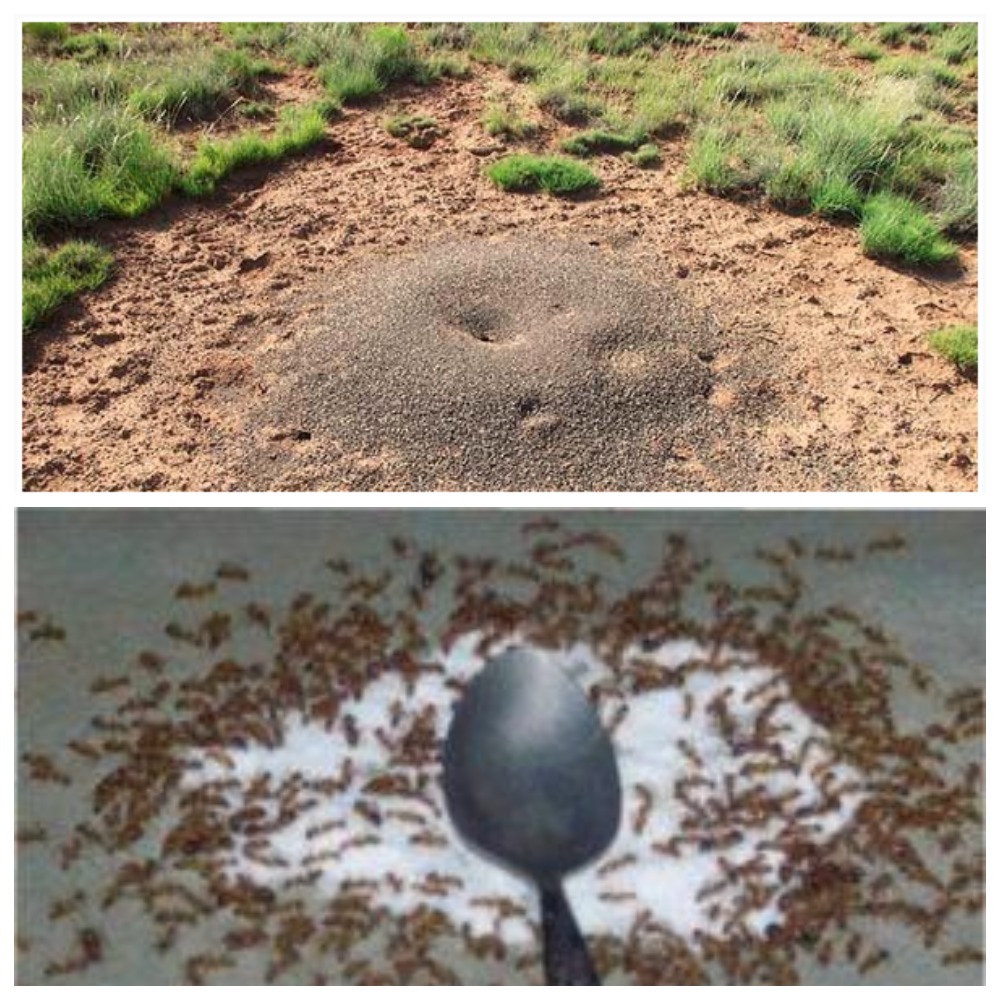 Быстрый и действенный способ избавиться от муравьёв на участке