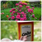 Как омолодить кусты роз с помощью соды — простой и рабочий способ 14 Как омолодить кусты роз с помощью соды — простой и рабочий способ