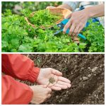 Как посеять укроп и петрушку в августе, чтобы через две недели наслаждаться свежей зеленью 14 Как посеять укроп и петрушку в августе, чтобы через две недели наслаждаться свежей зеленью