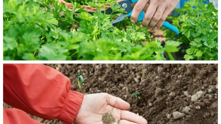 Как посеять укроп и петрушку в августе, чтобы через две недели наслаждаться свежей зеленью