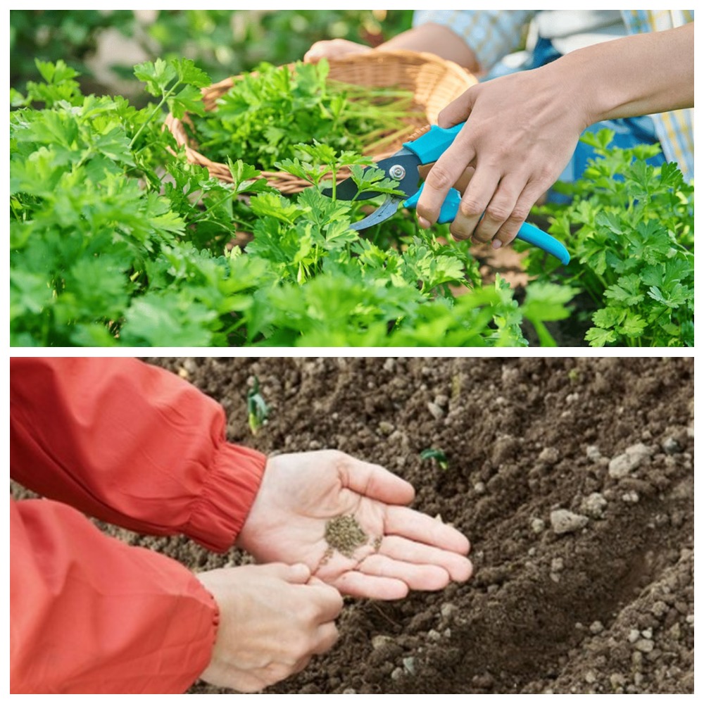 Как посеять укроп и петрушку в августе, чтобы через две недели наслаждаться свежей зеленью