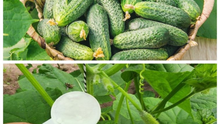 0,5 ст. л. на 5 литров воды — и в августе огурцы продолжают радовать урожаем