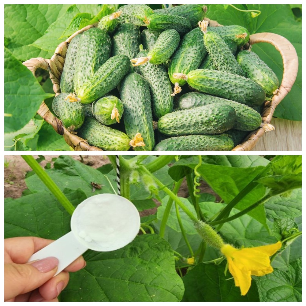 0,5 ст. л. на 5 литров воды — и в августе огурцы продолжают радовать урожаем