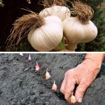 Малоизвестная, но надёжная технология осенней посадки чеснока для щедрого урожая 14 Малоизвестная, но надёжная технология осенней посадки чеснока для щедрого урожая