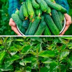 Не выбрасывайте, а положите! Крапива под огурцы — и никаких жёлтых листьев и горьких плодов 14 Не выбрасывайте, а положите! Крапива под огурцы — и никаких жёлтых листьев и горьких плодов