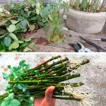 Эффективный способ укоренения роз: всегда приживаются и быстро растут