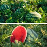 Чем подкормить арбузы в августе, чтобы они наверняка дозрели и стали очень сладкими 🍉 14 New2