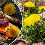 Экстракт корня одуванчика: новое оружие против рака 12 Экстракт корня одуванчика: новое оружие против рака