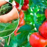 5 важных дел с томатами в августе: ускоряем созревание и наполняем плоды соком